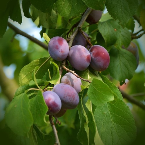 スモモ　貴陽①