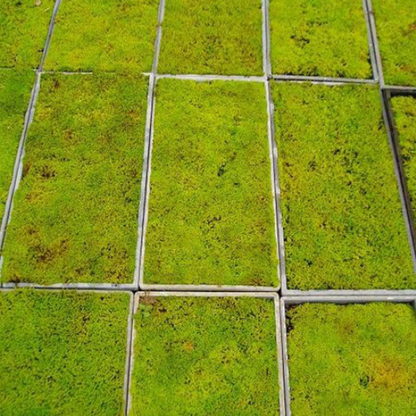 スナゴケ_マット_03