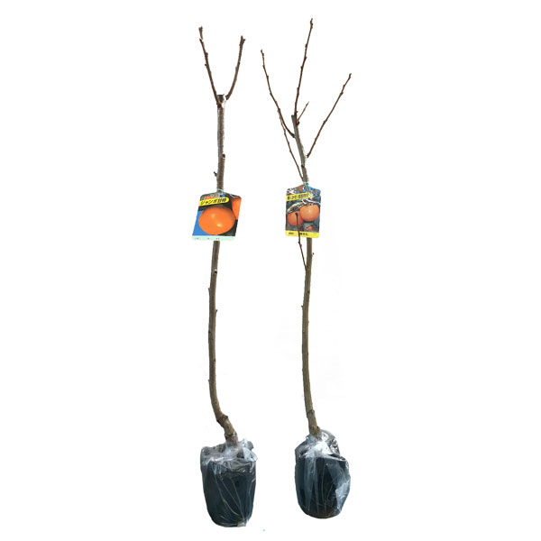 タイシュウ・ゼンジマル