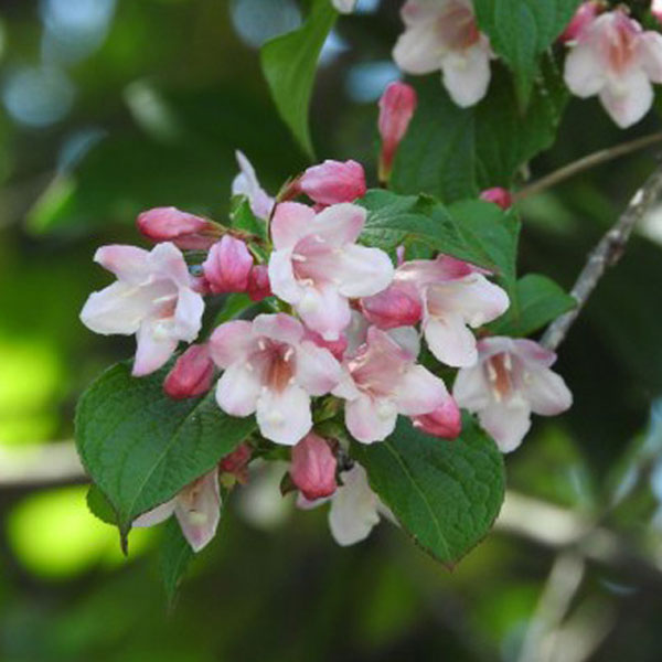 タニウツギ_h03_03