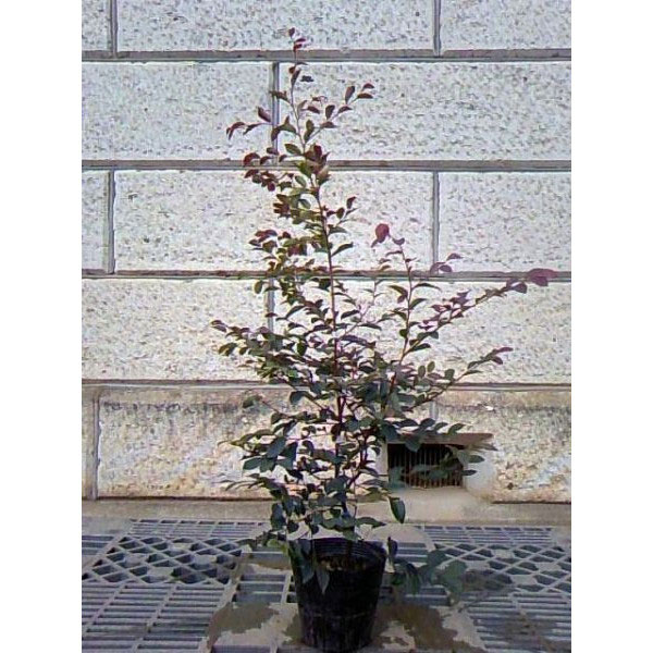 トキワマンサク_赤葉_赤花_h05_01