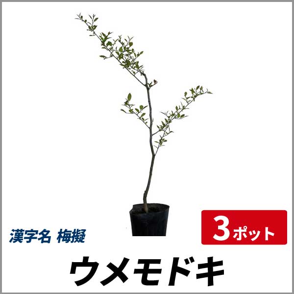 目玉 送料無料 庭木 梅もどき うめもどき ウメモドキ 自然樹形 ヤマト便 大型商品 発送 枝を切って花材としても重宝します 爆熱 R4urealtygroup Com