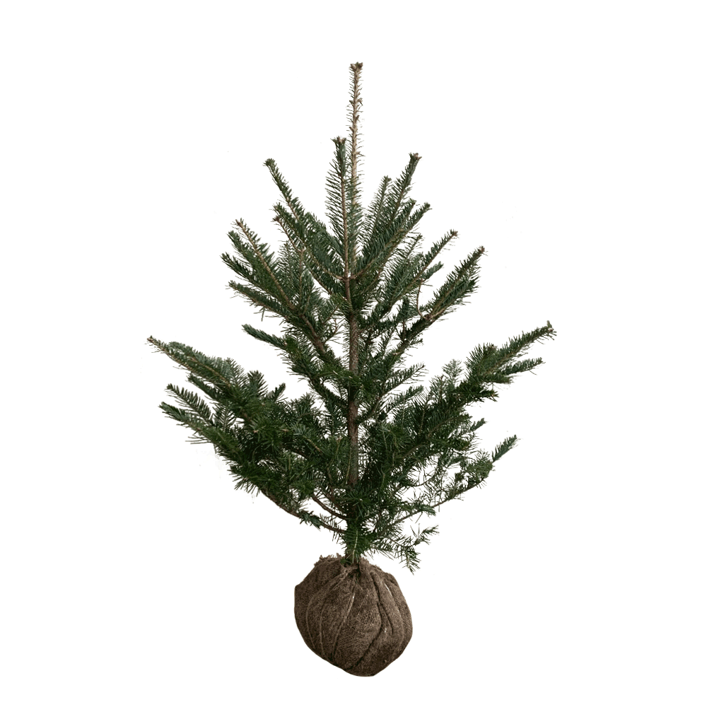 ウラジロモミ_H1.0_sub_01