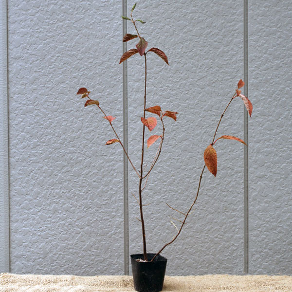 ヤブデマリ_h03_03