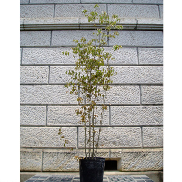 ヤマボウシ_株_h20_01