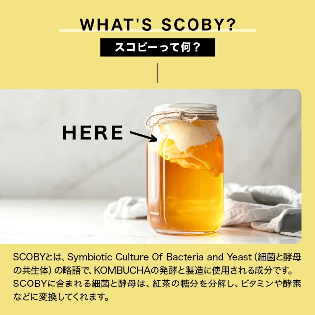 スターコンブチャ マンゴー(発酵飲料)[250ml／1本]STAR KOMBUCHA