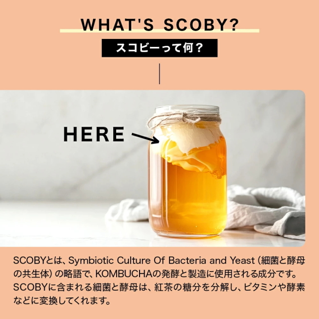 お得なケース販売】スターコンブチャ ピーチ(発酵飲料)[250ml×24本