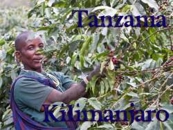 タンザニア　モンデュール農園 キリマンジャロAA 【メール便OK】 自家焙煎コーヒー