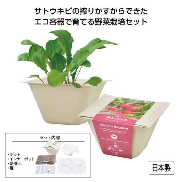 【送料無料（北海道・沖縄・離島除く）・代引き不可】バガスグリーン　ラディッシュ_72個セット_1個あたり375円（税抜） <sp-35643RA>