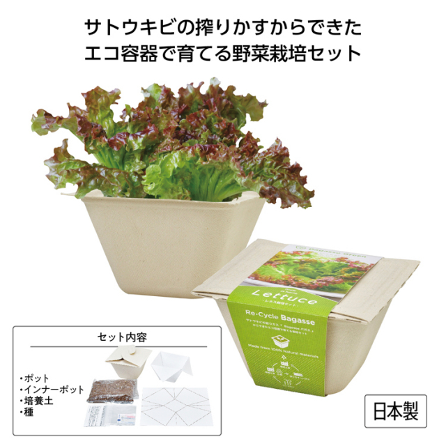 【送料無料（北海道・沖縄・離島除く）・代引き不可】バガスグリーン　レタス_72個セット_1個あたり375円（税抜） <sp-35643RE>