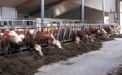 自動給餌機／自動搾乳機用