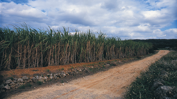 沖永良部島のさとうきび