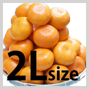 S-２Ｌサイズ５kg