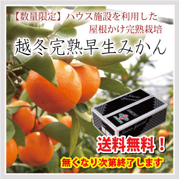 S-越冬完熟早生みかん 大玉2Lサイズ 5kg