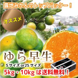S-ゆら早生・Mサイズ１０kg