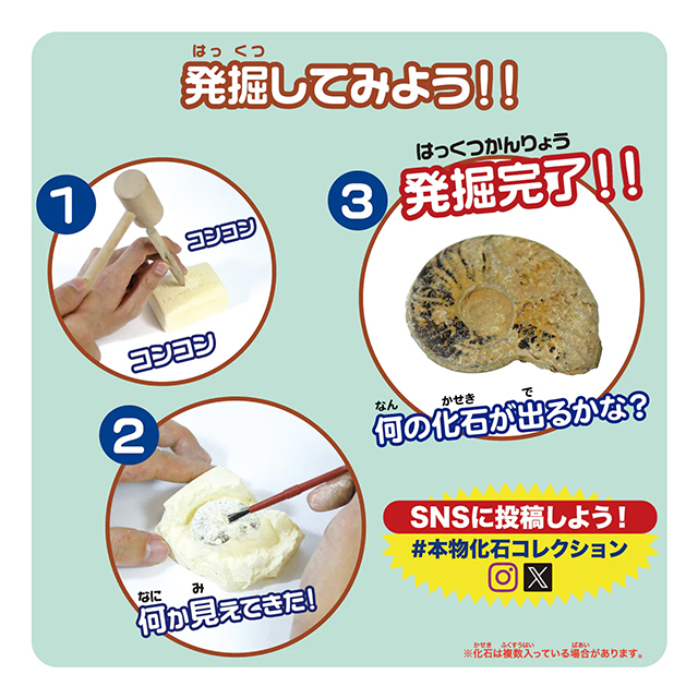 触れる図鑑シリーズ [化石発掘体験]