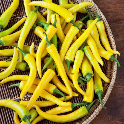 黄金唐辛子 国産最高級品(パウダー)/Golden Chili 【スモールサイズ/10g】 【ネコポス可】 ※ 商品合計200g以下の場合 黄金唐辛子3
