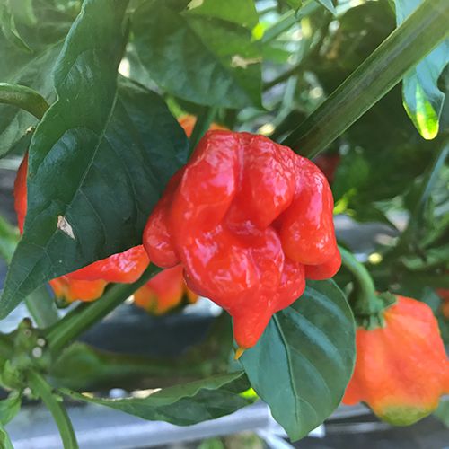 トリニダード・スコーピオン・ブッチ・テイラー 国産最高級品(パウダー)/Trinidad scorpion 'Butch T' pepper 【スモールサイズ/10g】 【ネコポス可】 ※ 商品合計200g以下の場合 トリニダード・スコーピオン・ブッチ・テイラー4