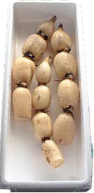れんこんです マルハニチロ れんこん肉のせフライ 1.2kg(30個) | アミカ