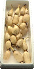 れんこんページ 楽天市場】[山口farm] れんこん 茨城県産 Big れんこん 珠美 2kg