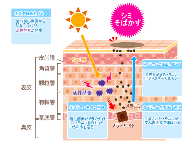 メラニン