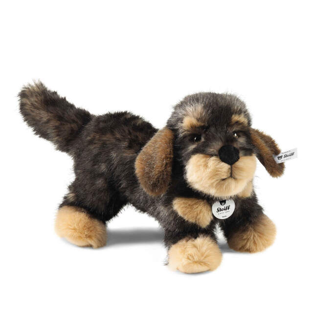 ダックスフンドのモリス