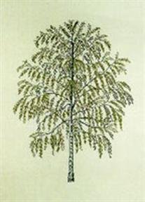 〔Fremme〕　刺繍キット　30-6031