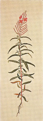 〔Fremme〕　刺繍キット　30-2487 【在庫あり】