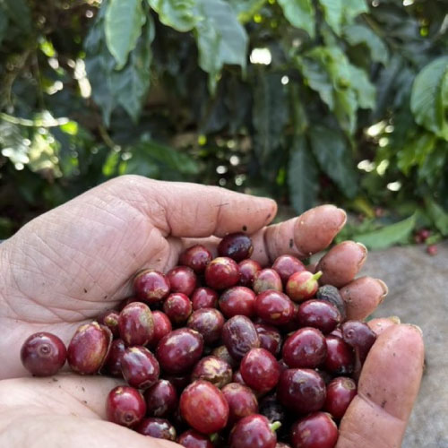 ブラジル　手摘み完熟豆　一番摘み / パルプトナチュラル