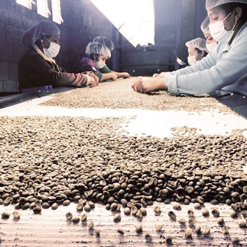 エルサルバドル　ロマ・ラ・グロリア　パカマラ/レッドハニー