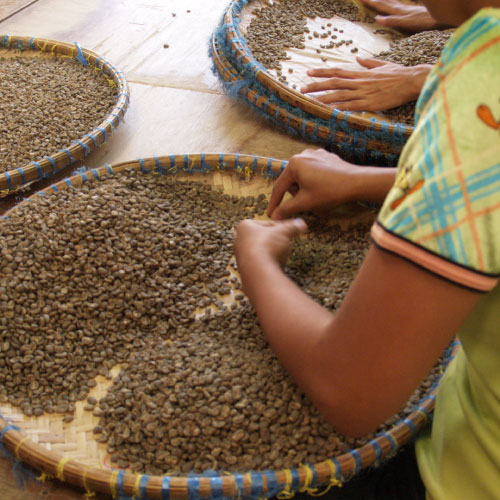 インドネシア　マンデリン　ビンタンリマ