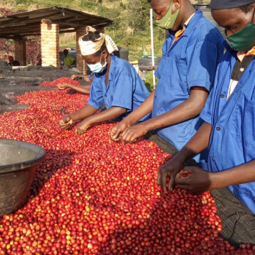 【Best of Rwanda受賞】ルワンダ　カビリジCWS　レッドブルボン/フリーウォッシュド