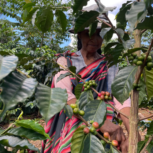 ボリビア　コパカバーナ農園 ”インカ・アレグレ” / ウォッシュド