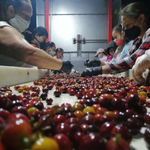 コロンビア ラ・パルメラ / ナチュラル