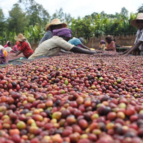 エチオピア　イルガチェフェG1　ブナブナ / ナチュラル