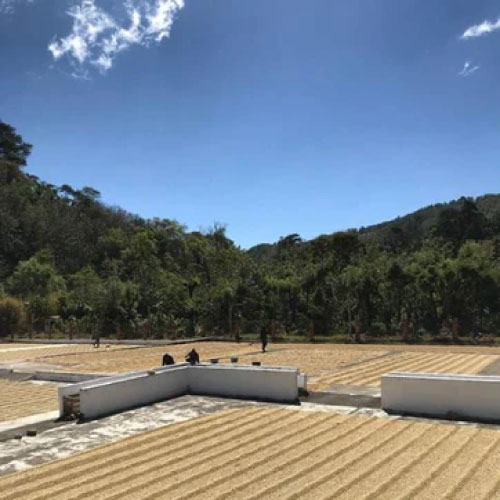 グァテマラ　ビスカヤ農園　ピーベリー / ウォッシュド