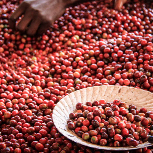 ケニア　コフィナフAA / フリーウォッシュド