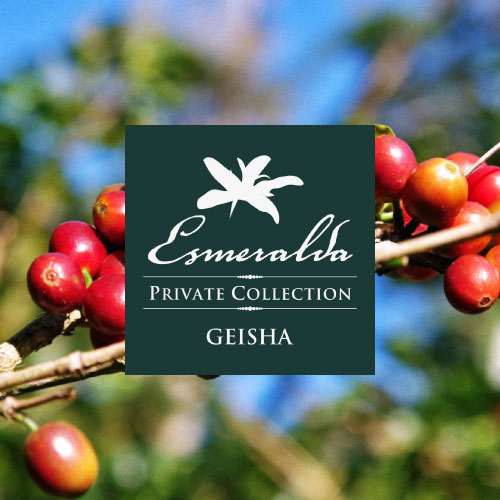 【TOP SPECIALTY】パナマ　ラ・エスメラルダ農園　プライベートコレクション/ゲイシャ