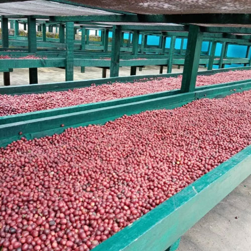 メキシコ　チャンジュル農園 / フリーウォッシュド