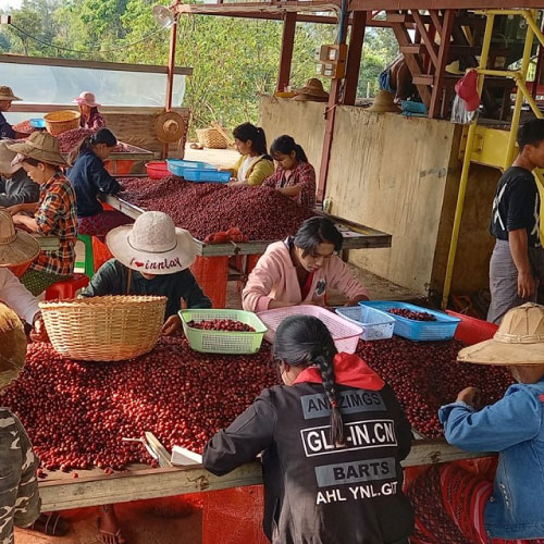 ミャンマー　ユワーガン / ブラックハニー