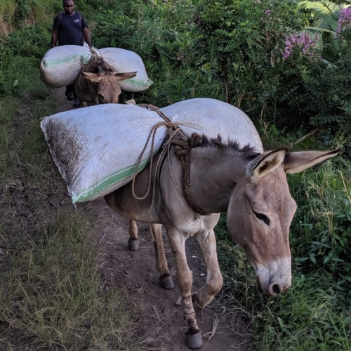 ウガンダ　アフリカンスノー　ドンキーウォッシュ