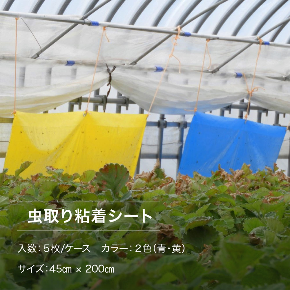 虫ペタッと大判粘着シート