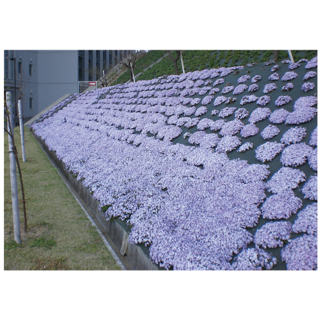 ダブルボンドシート® 【マルチングシート】