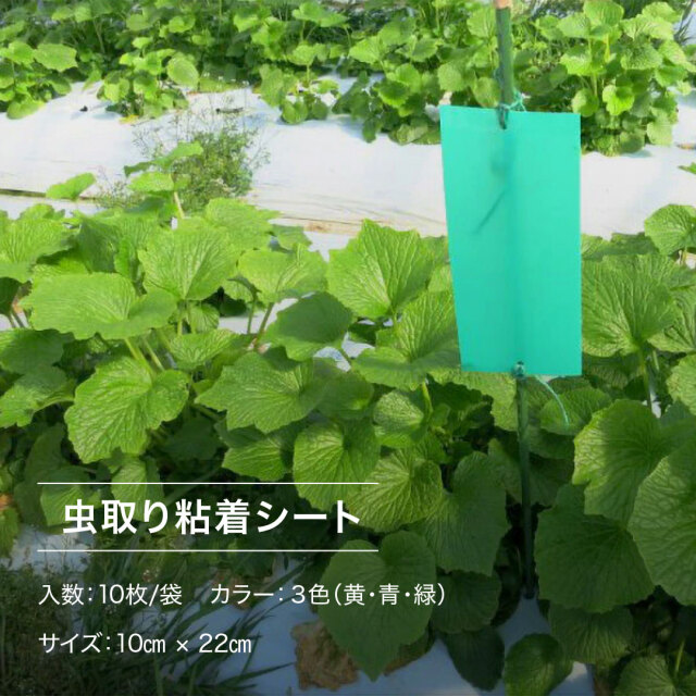 虫ペタッと粘着シート