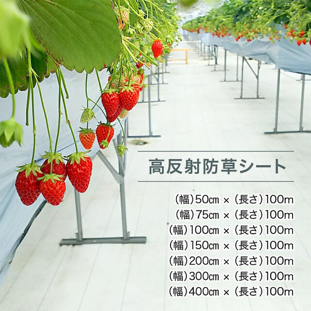 ルンルンシート 白ピカ 建資Low