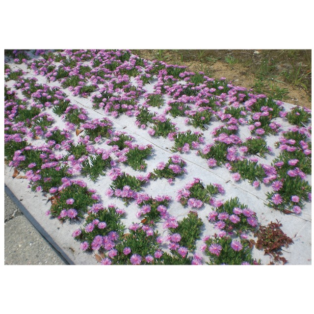 シャギーマルチ® 【マルチングシート】