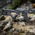 【実物】 HERA CQR AK47 バットストック BK
