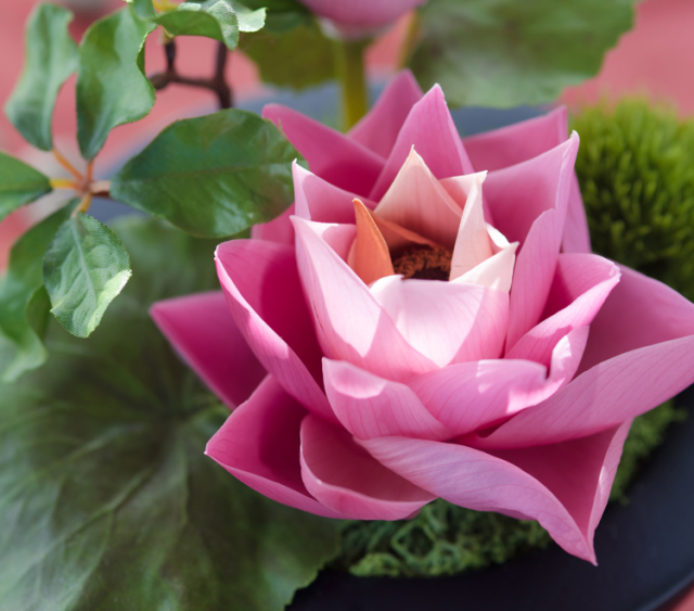 蓮華