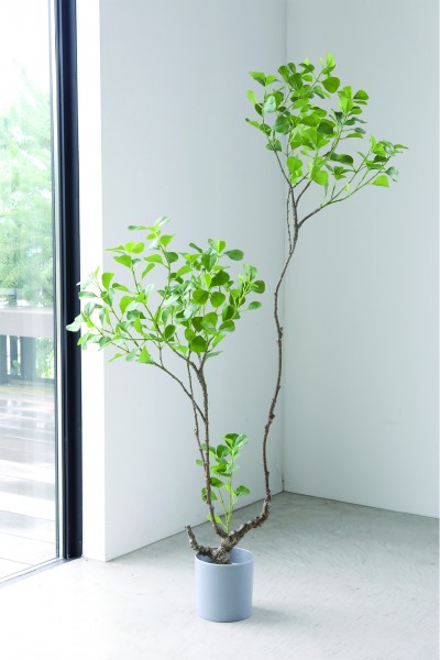 フィカス ウンベラータ 人工観葉植物 造花 人工植物 フェイクグリーン 店舗什器 大型植物 店舗装飾 フレンチカントリー シャビー