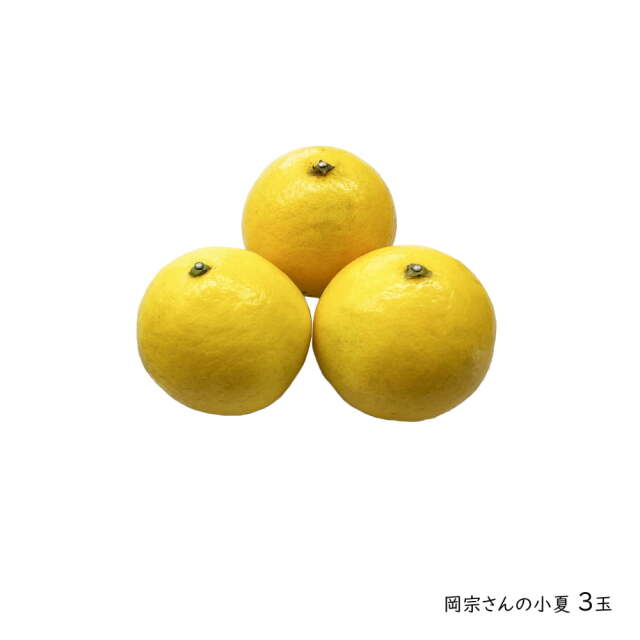  小夏堪能せっと